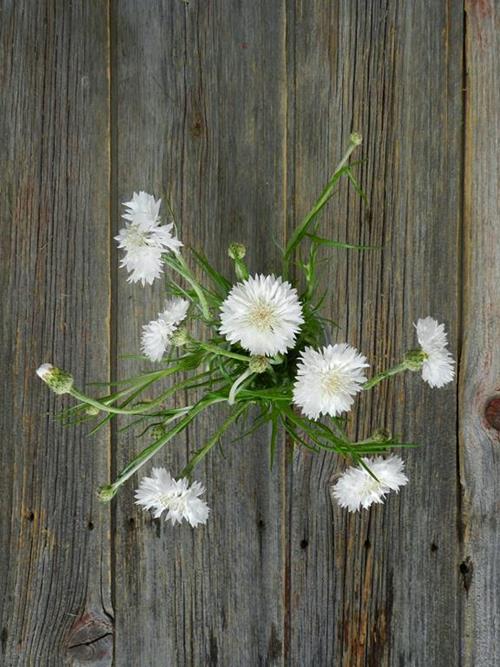 CORNFLOWER WHITE NOVELTY